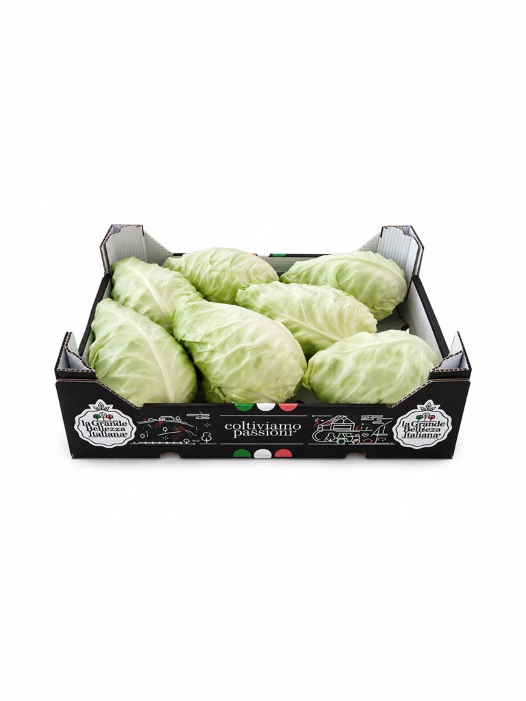Confezione di Cavolo Cappuccio a Punta